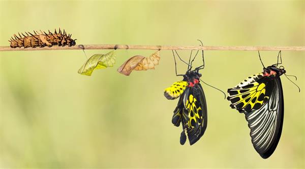 butterfly.jpg