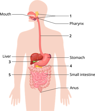 YCIND_240304_6074_digestive system_2.png