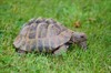 tortoise-5685026_1280.jpg