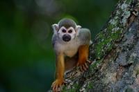 monkey-pix.jpg