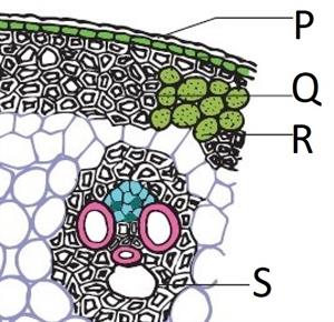 monocot sermal question.jpg