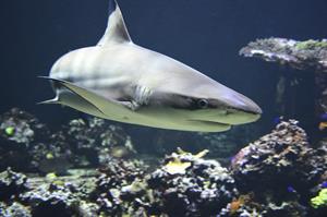 blacktip-1294753_1280.jpg