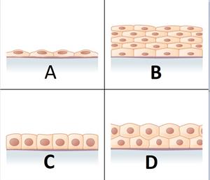 animal tissues.jpg