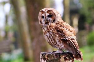 boobook-owl-1655548_1280.jpg