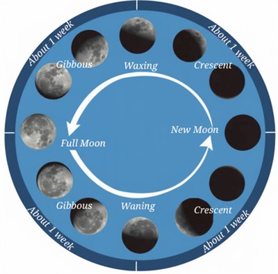 phases moon.jpg