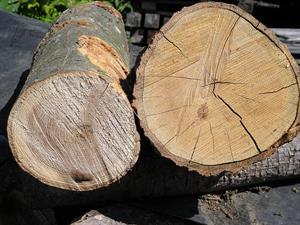 1200px-Green_wood_visual_comparison (1).jpg