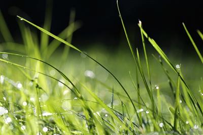 grass-6597188_960_720.jpg