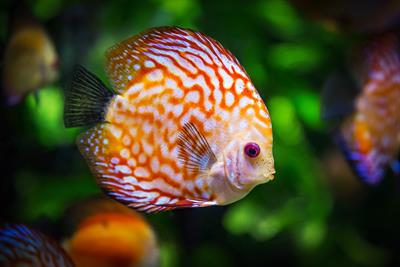 discus-fish-1943755_1280.jpg