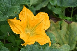 pumpkinflower-5394594_960_720.jpg