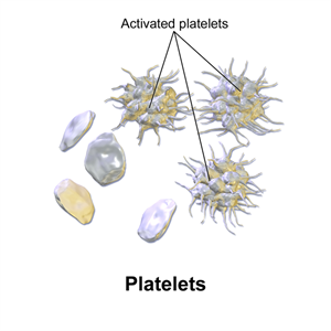 640pxBlausen0740Platelets.png