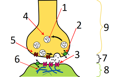 chemicalsynapse.png