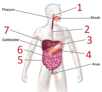 600pxBlausen0316DigestiveSystemwithoulabel.jpg