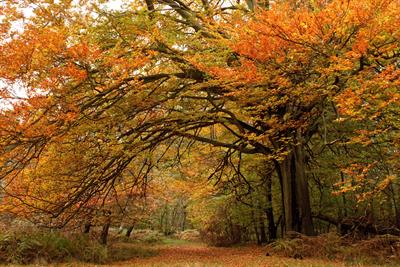beautiful-shot-trees-with-colorful-leaves-autumn-forest.jpg