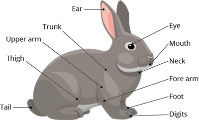 YCIND2207084016rabbit1.png