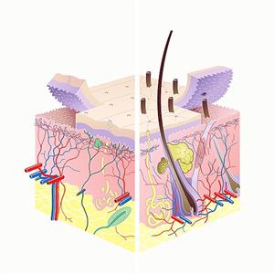 512px-Skin_Layers_Unlabeled.jpg