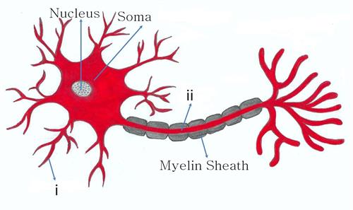 Neurontypicalstructure.jpg