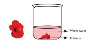 1w450 china rose.jpg