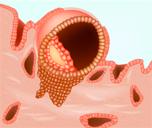 YCIND_231109_5751_implanted embryoimplanted embryo.png