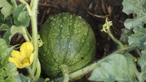 watermelon-4338064_1280.jpg