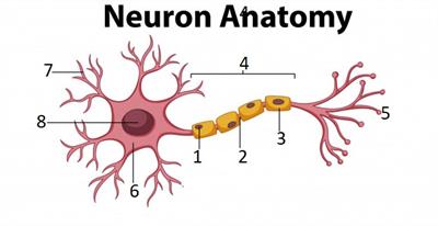 diagramneuronanatomy130815070.jpg