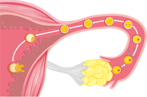 YCIND_231109_5751_ovulation.png