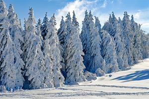 wintry-2993370_1280.jpg