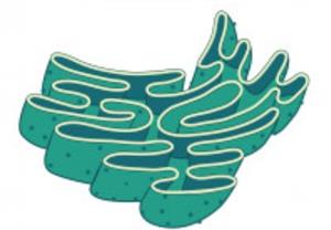 BeFunkycollage11 (6).jpg