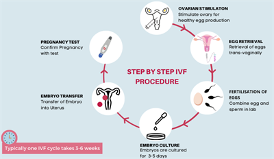 1024px-In_Vitro_Fertilization_(IVF)_-_English.png