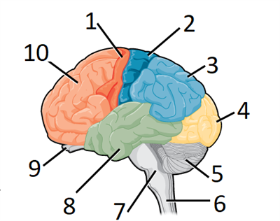 brain structure and function final.png