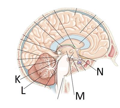 brainnnn stem.jpg