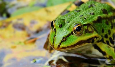 frog-1530803_1920.jpg