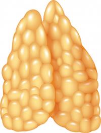illustration-thymus-gland_29190-2389.jpg