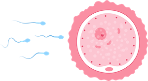 YCIND_231109_5751_insemination and fertalization.png