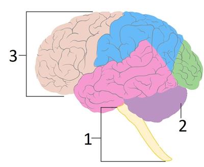brain stem 1.jpg