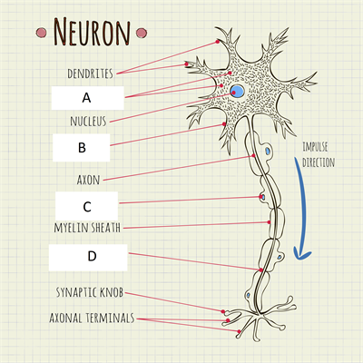 nodes of ranvier.png