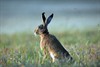 brown-hare-7324455_1280.jpg