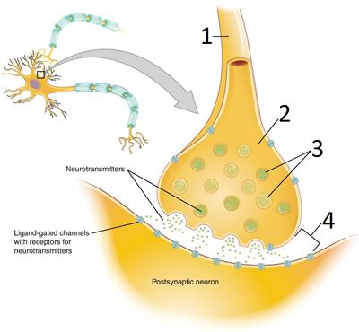 presynaptic neuron.jpg